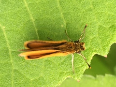 Ancyloxypha arene