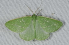 Thetidia smaragdaria