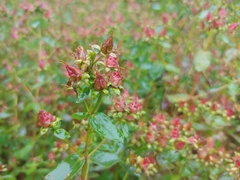 Hypericum maculatum obtusiusculum