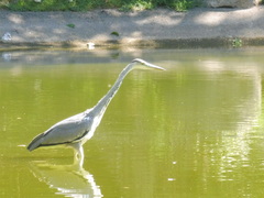 Ardea cinerea