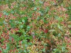 Hypericum maculatum obtusiusculum