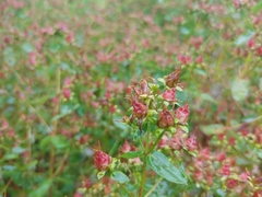 Hypericum maculatum obtusiusculum