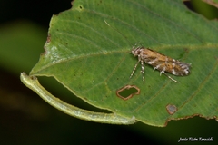 Aristotelia ericinella