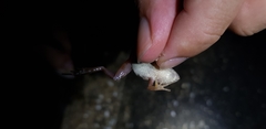 Rana huanrensis