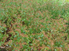 Hypericum maculatum obtusiusculum