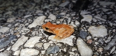 Rana huanrensis