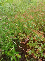 Hypericum maculatum obtusiusculum