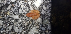 Rana huanrensis