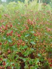 Hypericum maculatum obtusiusculum