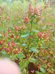 Hypericum maculatum obtusiusculum