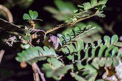 Furcifer