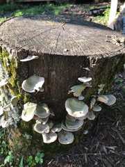 Fungi