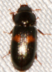 Tenebroides bimaculatus