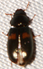 Tenebroides bimaculatus