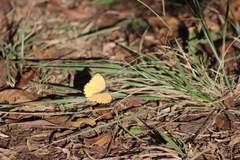 Belenois thysa thysa