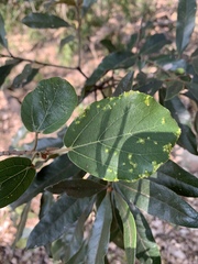 Ficus sycomorus sycomorus