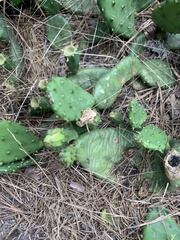Opuntia mesacantha
