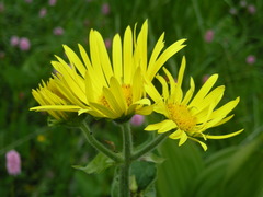 Doronicum macrophyllum