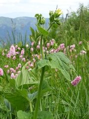 Doronicum macrophyllum