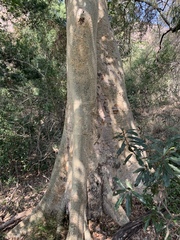 Ficus sycomorus sycomorus