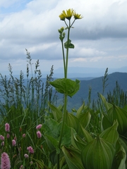 Doronicum macrophyllum