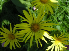 Doronicum macrophyllum