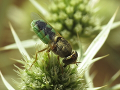 Odontomyia angulata