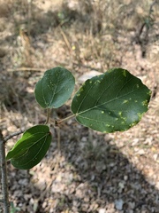 Ficus sycomorus sycomorus