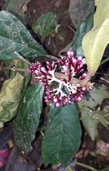 Chassalia curviflora