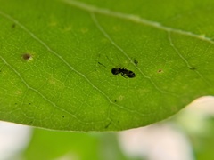 Synemosyna formica
