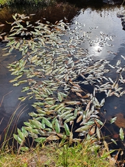 Potamogeton polygonifolius