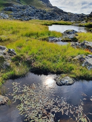 Potamogeton polygonifolius