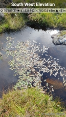 Potamogeton polygonifolius