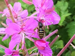 Dolichovespula norvegicoides