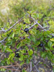 Rhamnus × intermedia