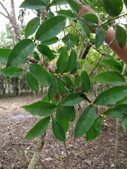 Eugenia acapulcensis