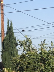 Didelphis virginiana