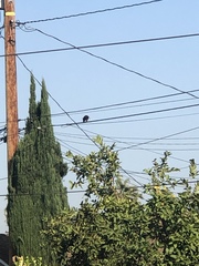 Didelphis virginiana