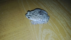 Rhinella humboldti