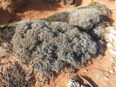 Astragalus tragacantha