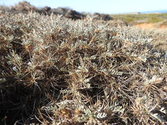Astragalus tragacantha