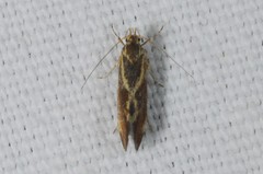 Metalampra