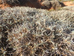 Astragalus tragacantha