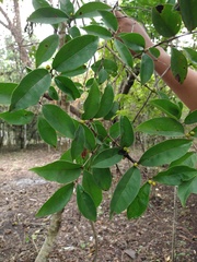 Eugenia acapulcensis