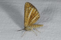 Isturgia limbaria
