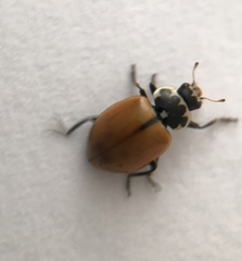 Hippodamia lunatomaculata lunatomaculata