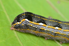 Spodoptera cosmioides