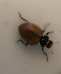 Hippodamia lunatomaculata lunatomaculata