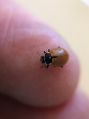Hippodamia lunatomaculata lunatomaculata