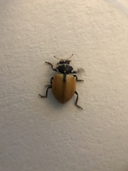 Hippodamia lunatomaculata lunatomaculata